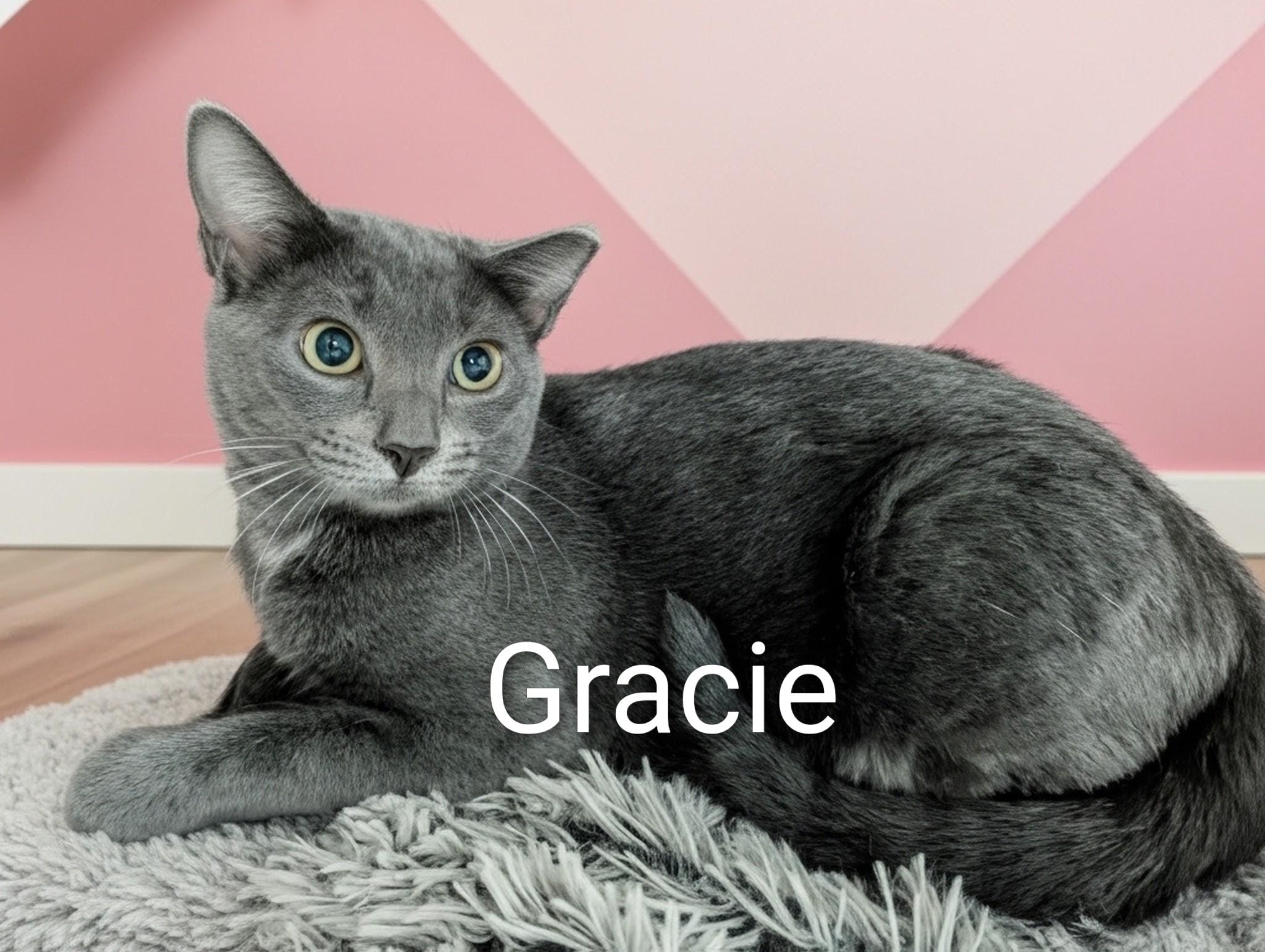 Enlarge Gracie, a ADOPTABLE Domestic Short Hair in Fort Myers Beach, FL image 1/1