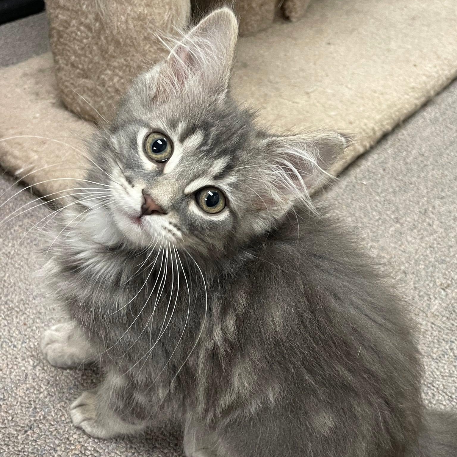 Asher, an adopted Domestic Medium Hair in Sterling Heights, MI image 1/3