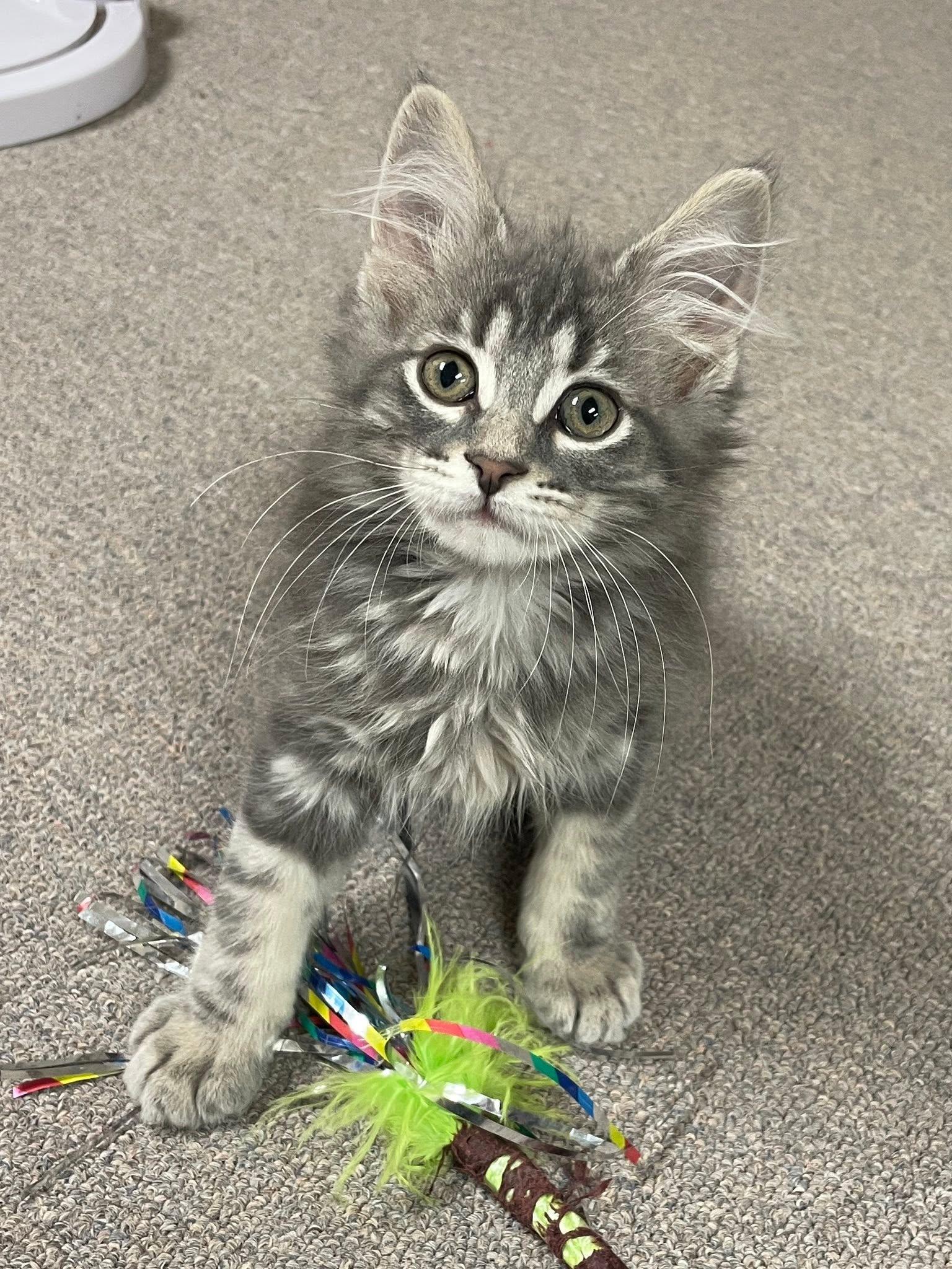 Asher, an adopted Domestic Medium Hair in Sterling Heights, MI image 2/3