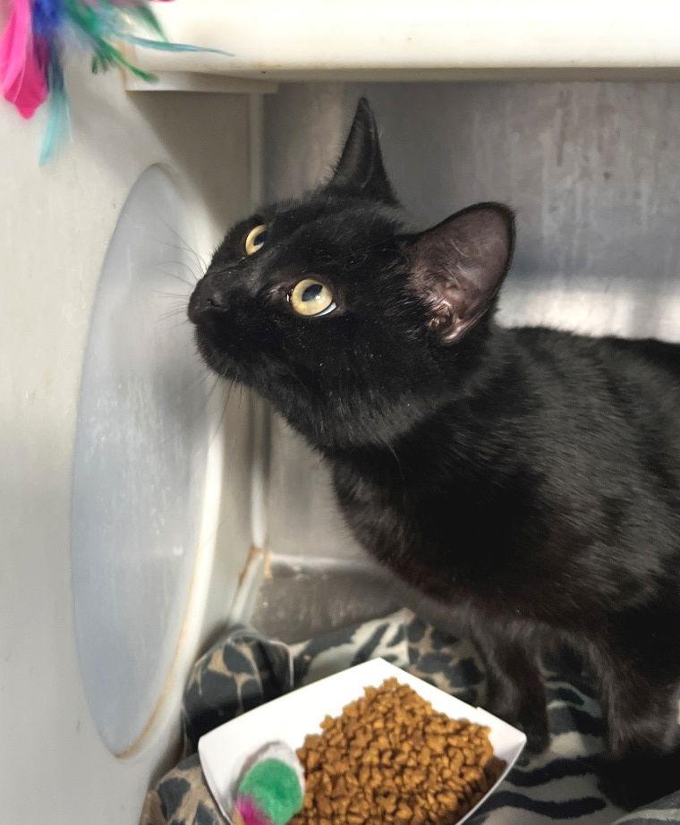 Jette, a Adoptable Domestic Short Hair in Carrollton, GA image 1/3