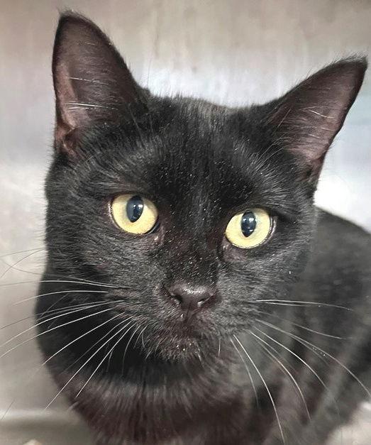 Jette, a Adoptable Domestic Short Hair in Carrollton, GA image 2/3