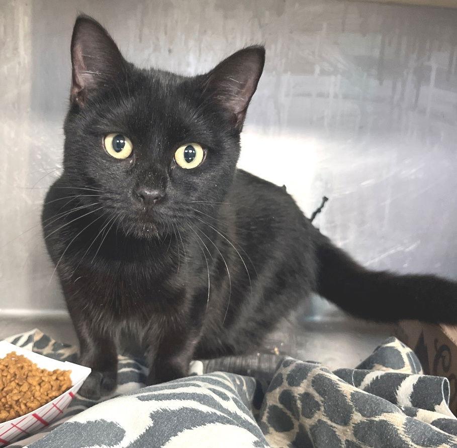 Jette, a Adoptable Domestic Short Hair in Carrollton, GA image 3/3