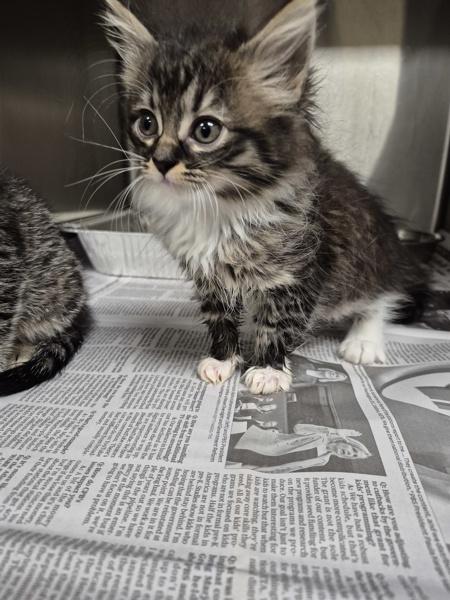 If-12, Adoptable, Kitten Female Domestic Medium Hair.