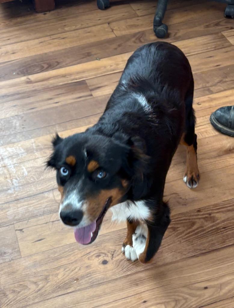 Gadget, Adoptable, Young Male Australian Shepherd & Mixed Breed.