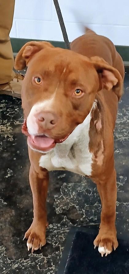 Enlarge Big Boy, a Adoptable Mixed Breed in Cincinnati, OH image 1/1