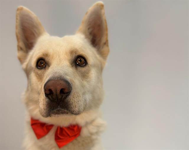 SNOWBALL, Adoptable, Adult Male German Shepherd Dog & Mixed Breed.