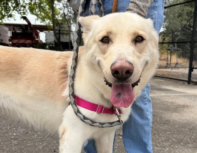 SNOWBALL, Adoptable, Adult Male German Shepherd Dog & Mixed Breed.