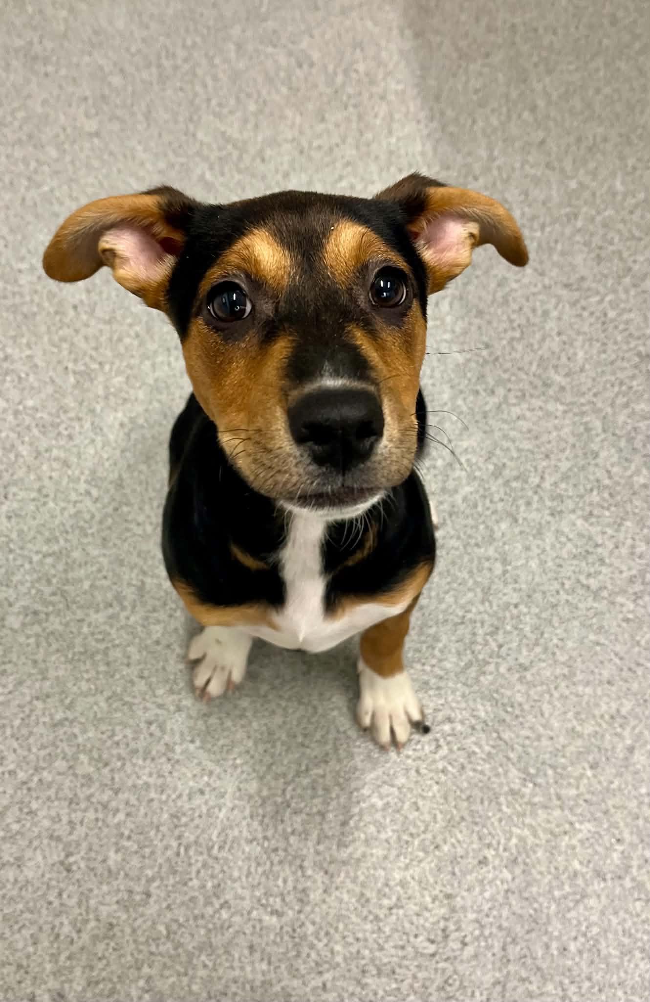 Enlarge Juna, an adopted Mixed Breed in Moundsville, WV image 1/1