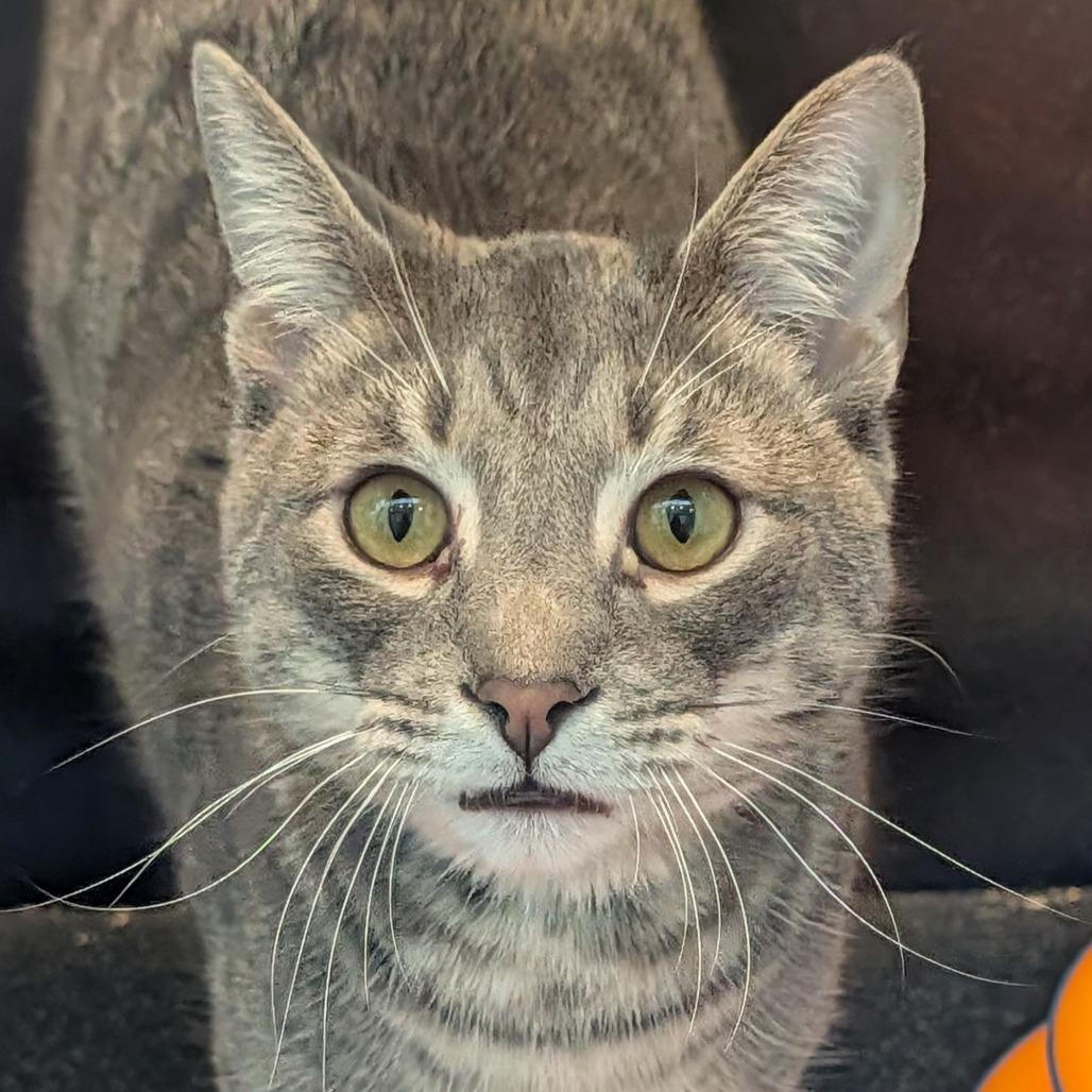 Enlarge PJ, a Adoptable Domestic Short Hair in Hawthorne, CA image 2/3