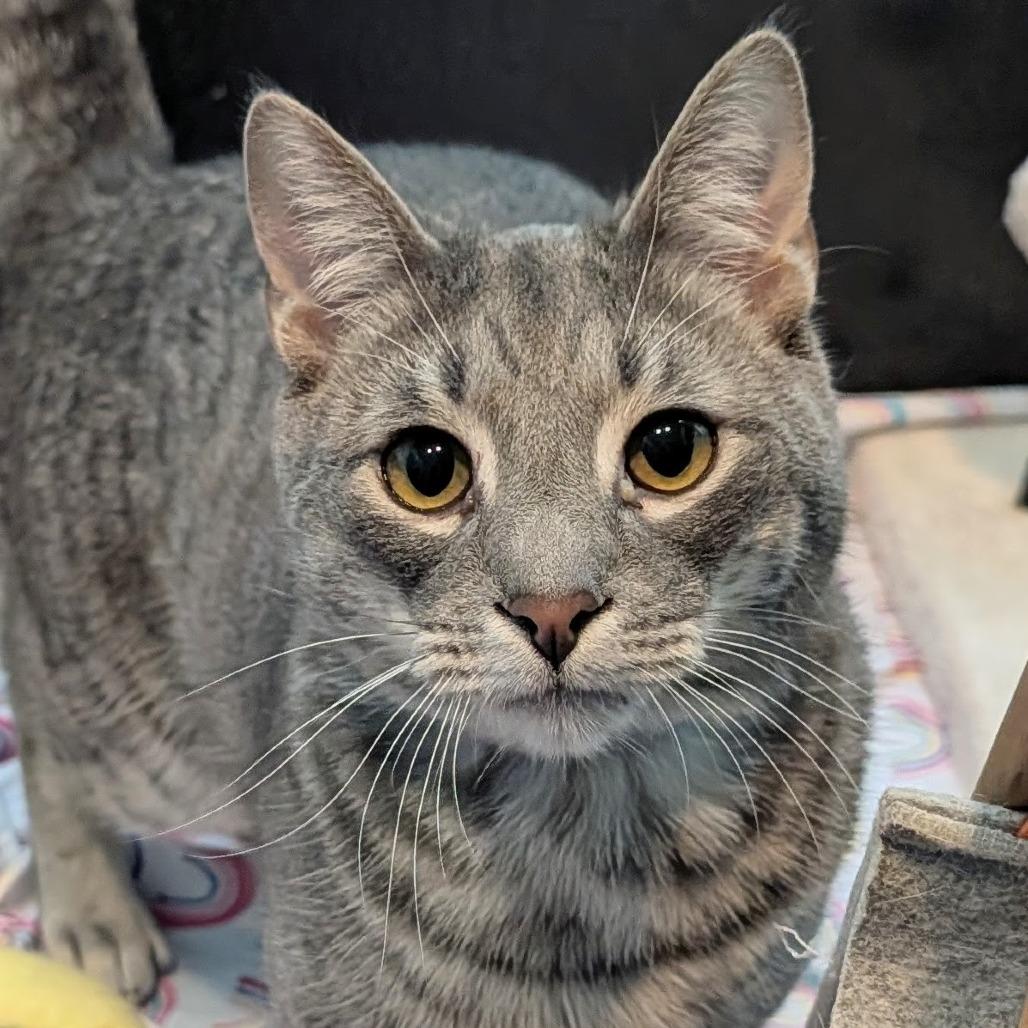 Enlarge PJ, a Adoptable Domestic Short Hair in Hawthorne, CA image 3/3
