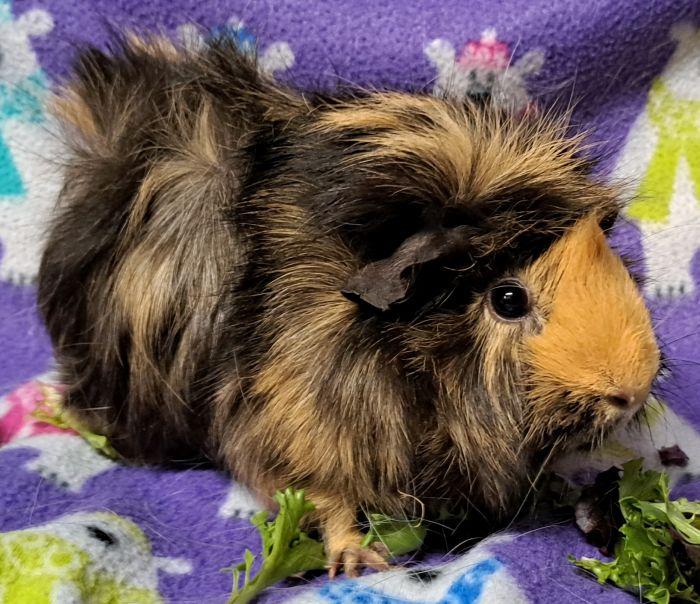 Mocha (B), a ADOPTABLE Abyssinian in Gary, IN image 2/4