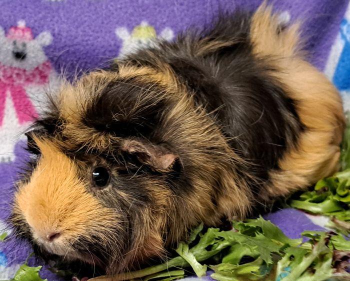 Mocha (B), a ADOPTABLE Abyssinian in Gary, IN image 4/4