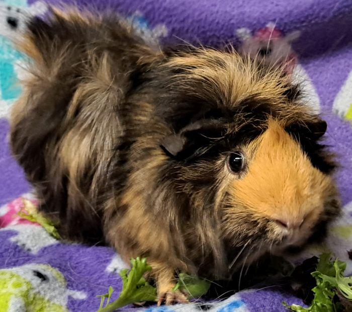 Mocha (B), a ADOPTABLE Abyssinian in Gary, IN image 3/4