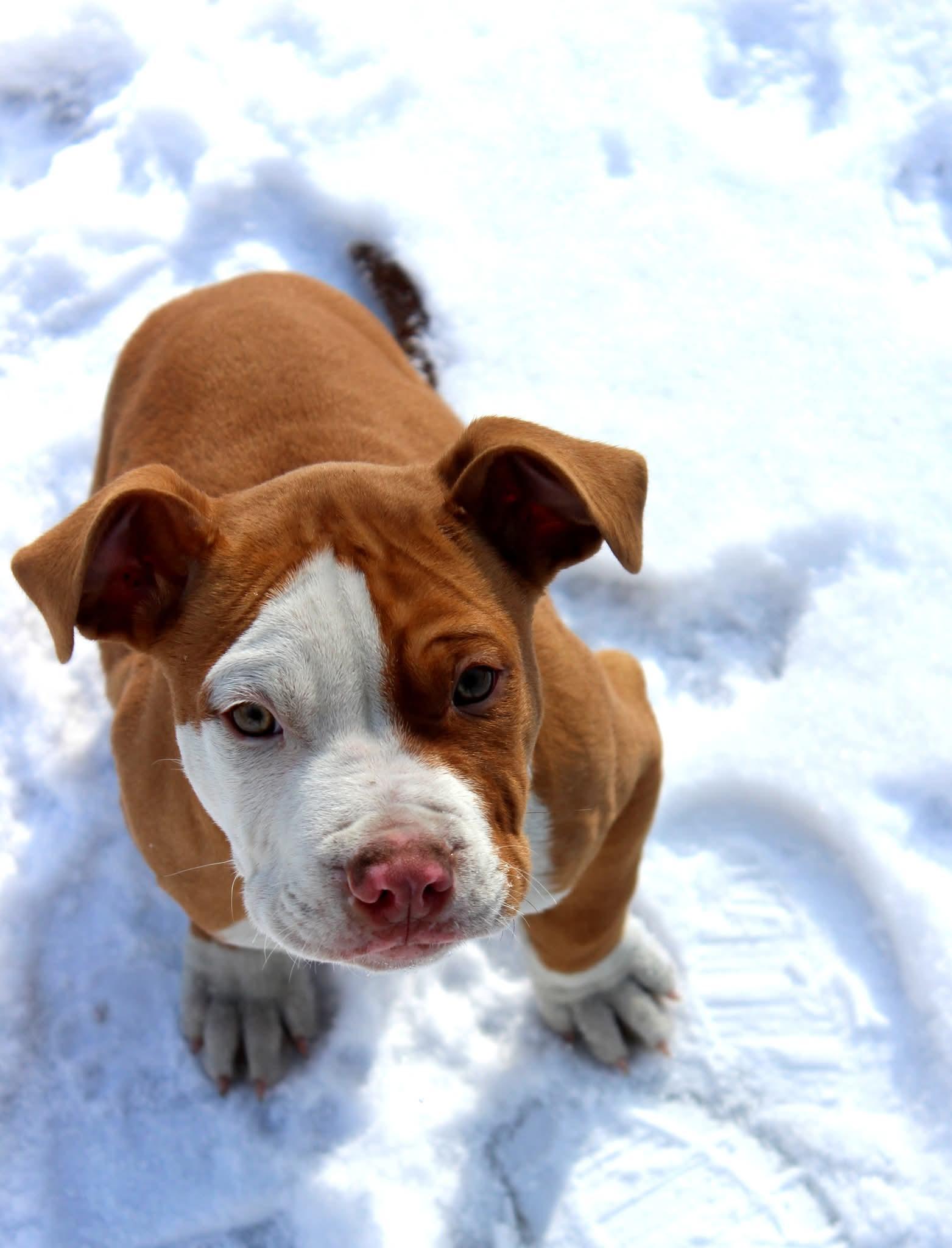 Bebop, ADOPTABLE, Puppy Male American Bully.