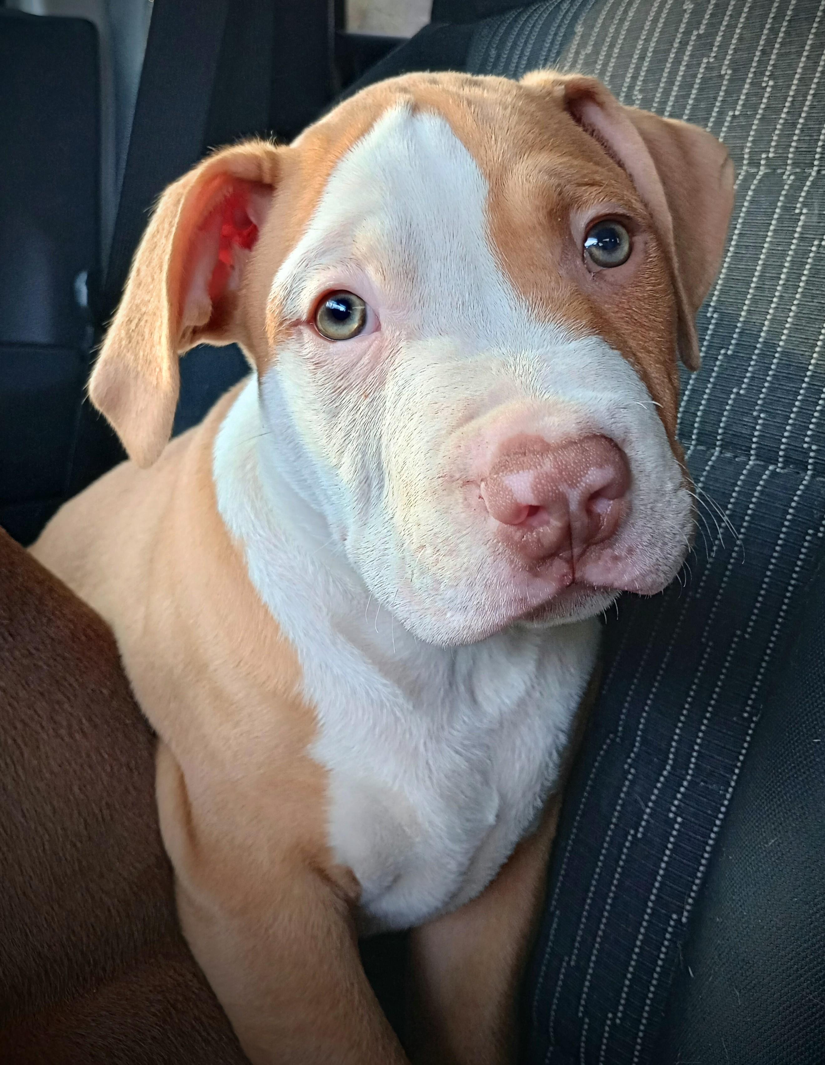 Enlarge Bebop, a ADOPTABLE mixed breed in Huntington, WV image 2/3