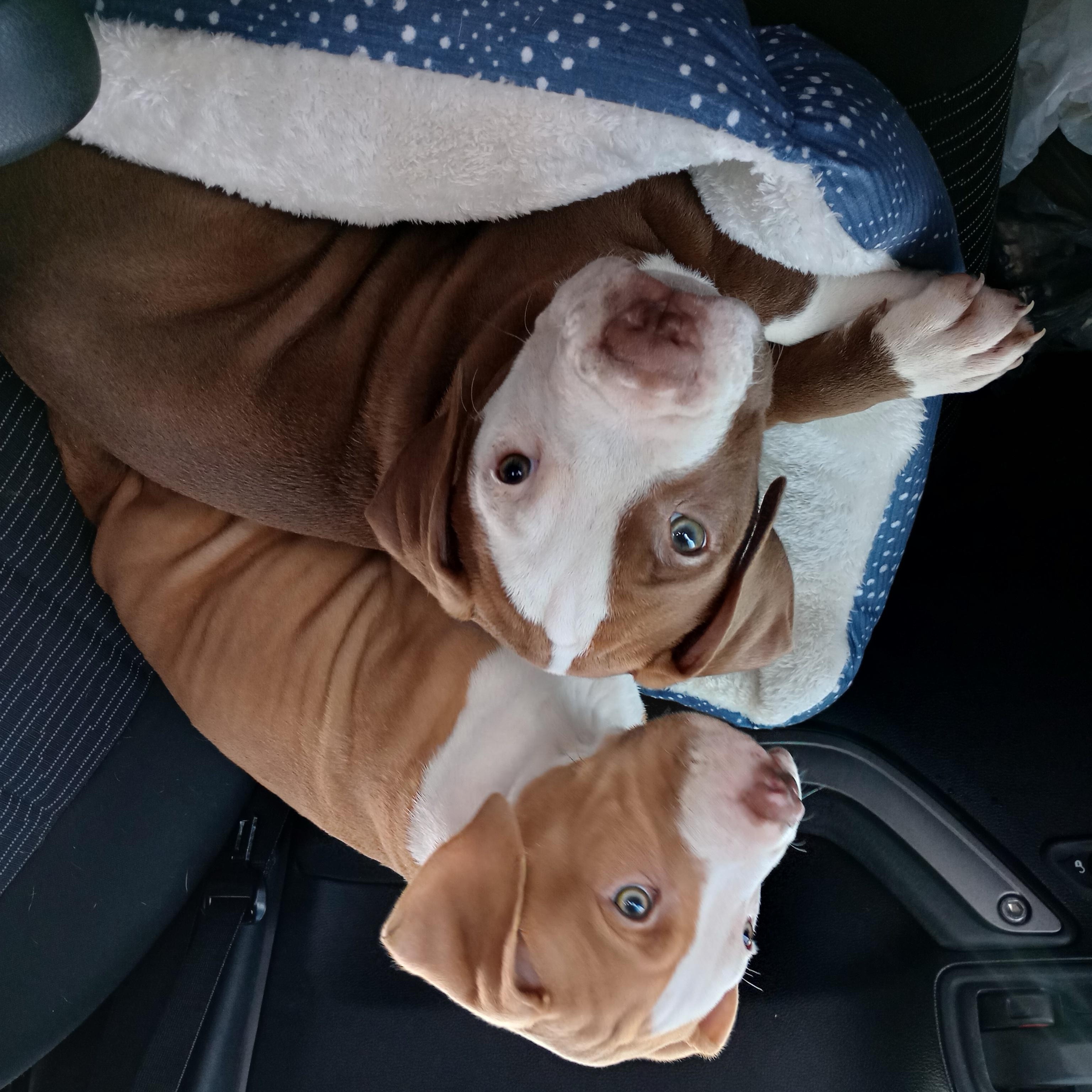 Enlarge Bebop, a ADOPTABLE mixed breed in Huntington, WV image 3/3