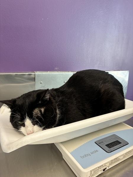 *Cosmo*, Adoptable, Adult Male Domestic Short Hair.