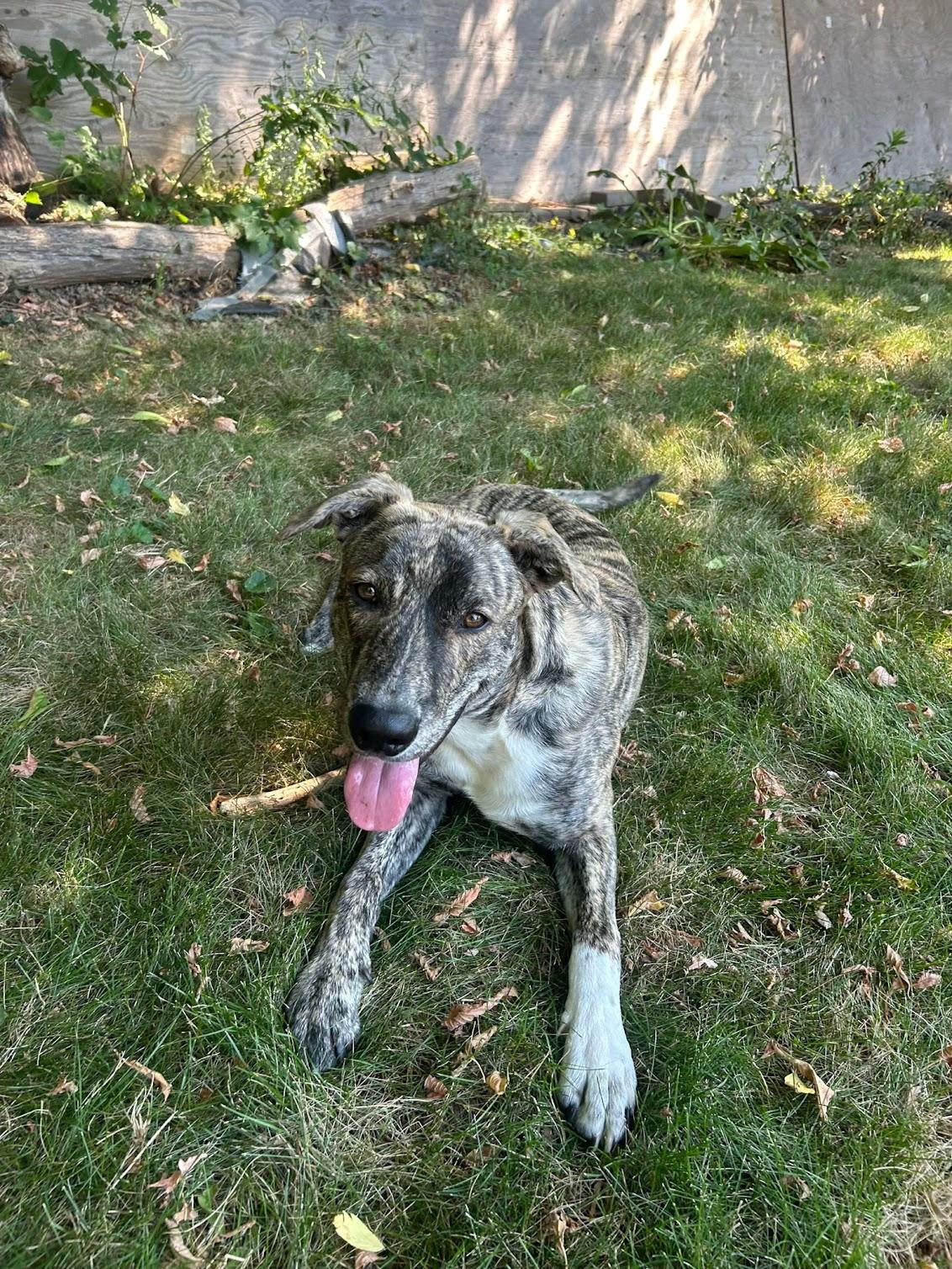 Enlarge Floki, a Adoptable Mixed Breed in Burlington, ON image 2/5