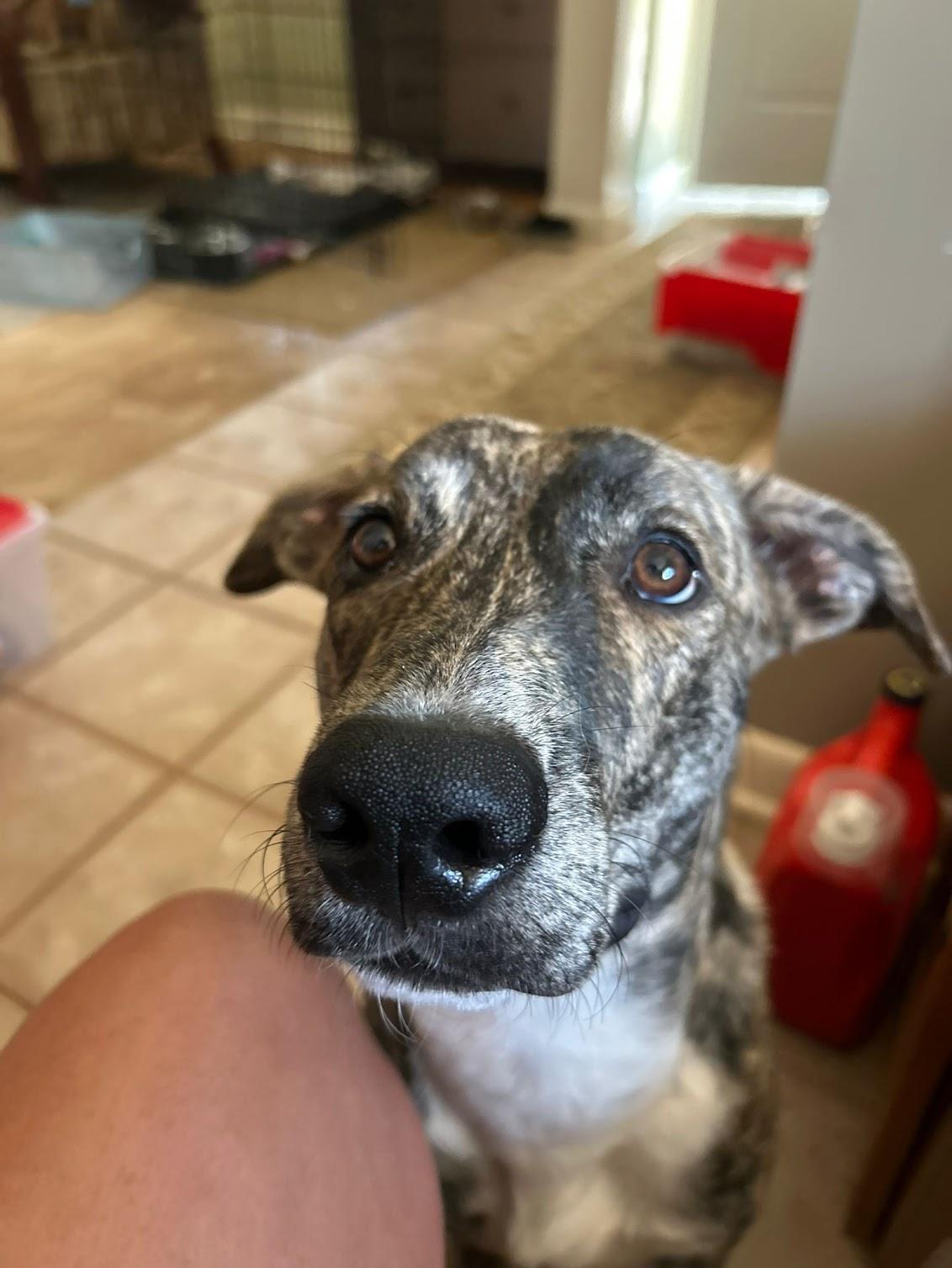 Enlarge Floki, a Adoptable Mixed Breed in Burlington, ON image 3/5