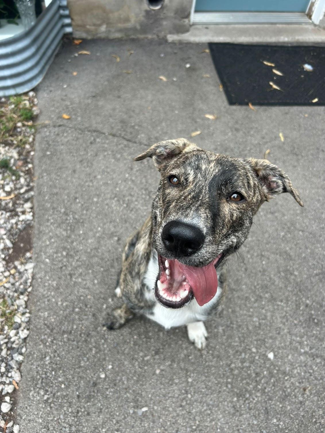 Floki, Adoptable, Adult Male Mixed Breed.