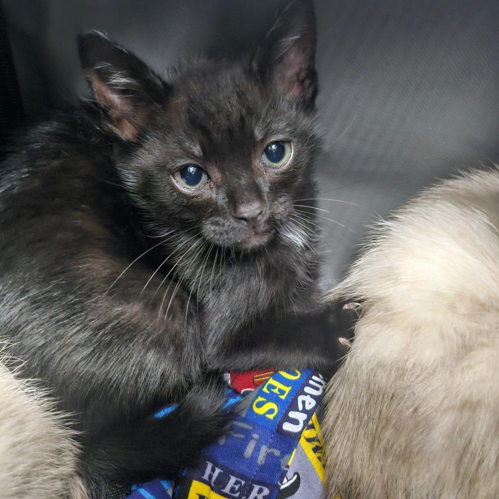 Unagi, Adoptable, Kitten Male Domestic Short Hair & Domestic Short Hair.