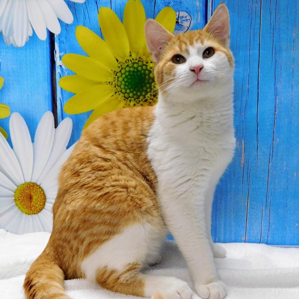 George, Adoptable, Young Male Domestic Short Hair.
