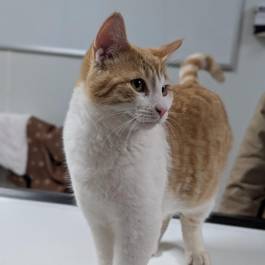 Enlarge George, a Adoptable Domestic Short Hair in Peoria, IL image 2/6