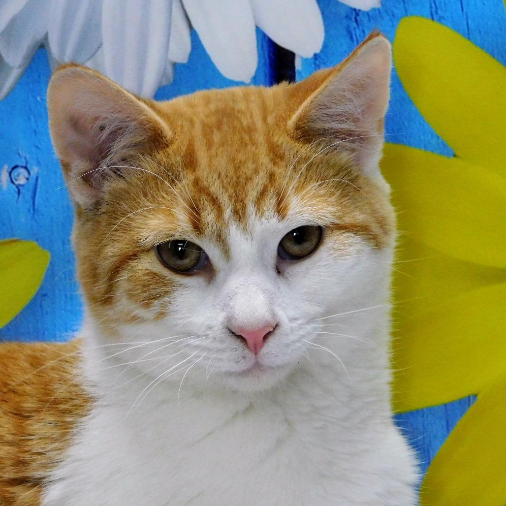 Enlarge George, a Adoptable Domestic Short Hair in Peoria, IL image 3/6