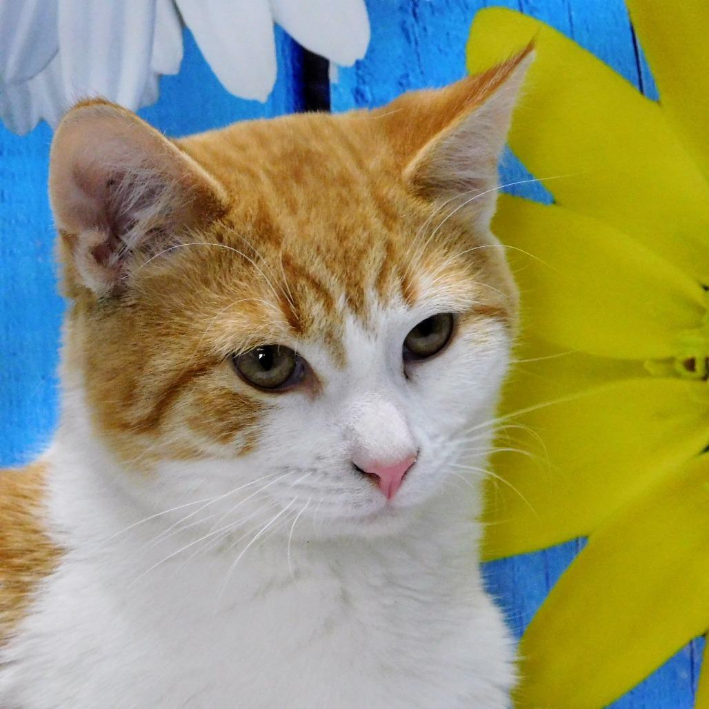 Enlarge George, a Adoptable Domestic Short Hair in Peoria, IL image 4/6