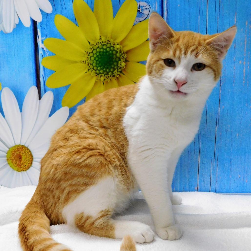 Enlarge George, a Adoptable Domestic Short Hair in Peoria, IL image 5/6
