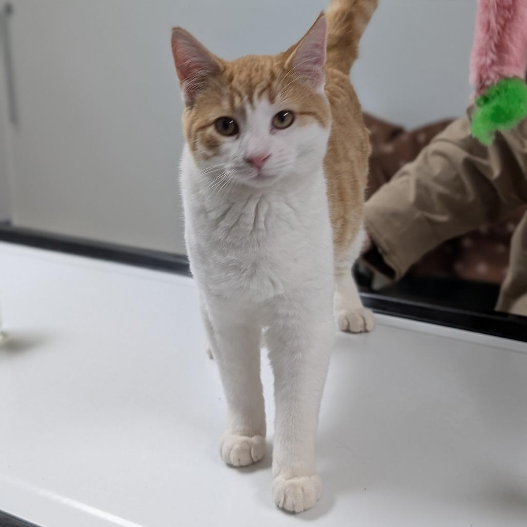 Enlarge George, a Adoptable Domestic Short Hair in Peoria, IL image 6/6