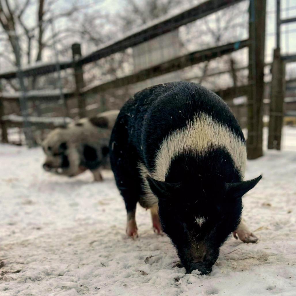 Frankie, a Adoptable Vietnamese Pot Bellied in Fairport, NY image 1/5