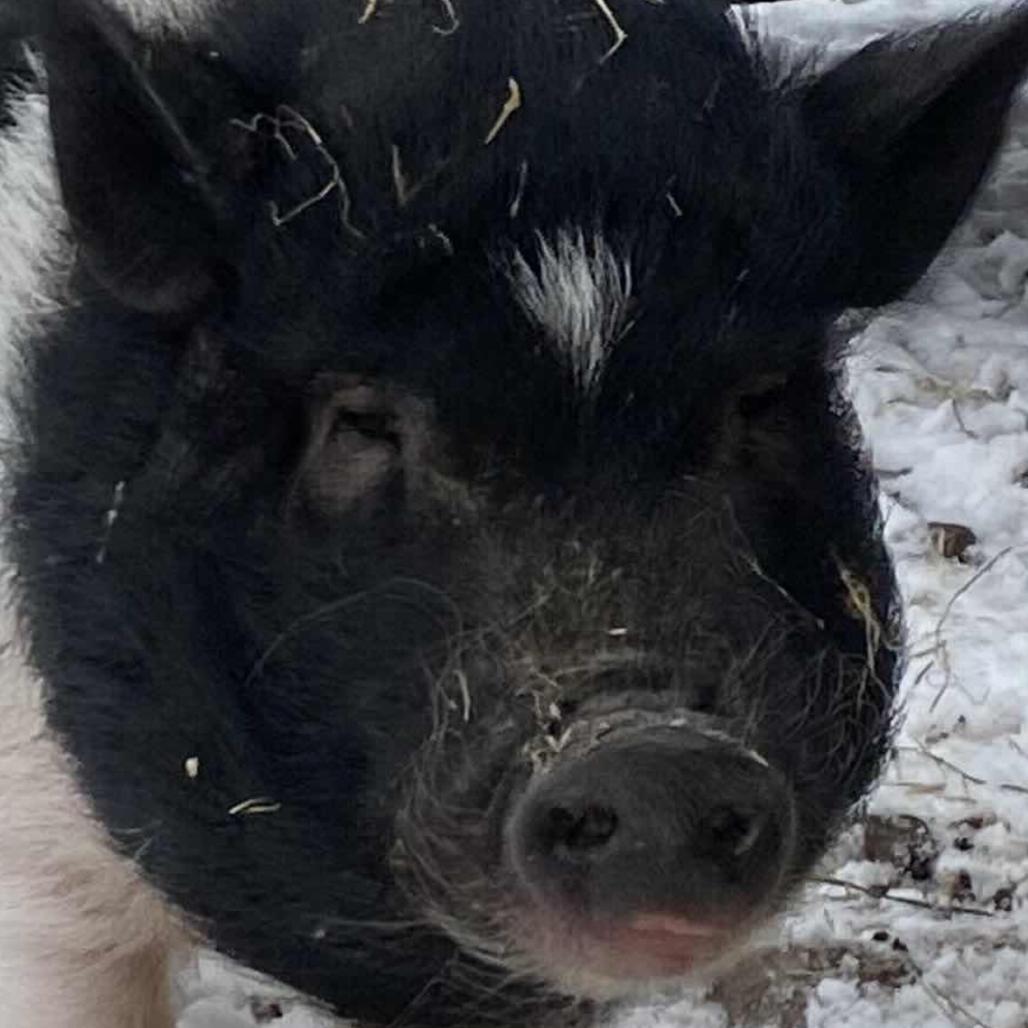 Frankie, a Adoptable Vietnamese Pot Bellied in Fairport, NY image 2/5