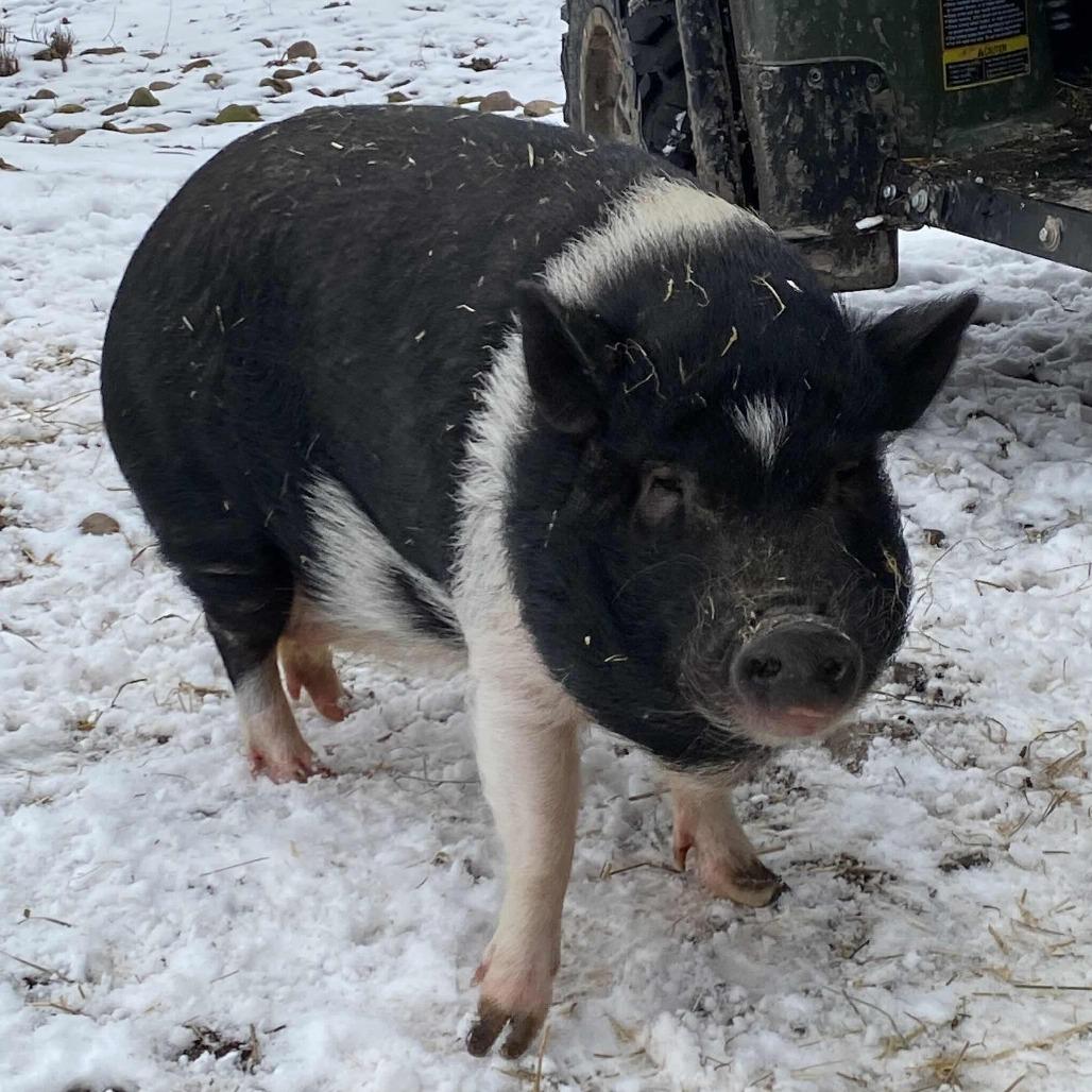 Frankie, a Adoptable Vietnamese Pot Bellied in Fairport, NY image 4/5