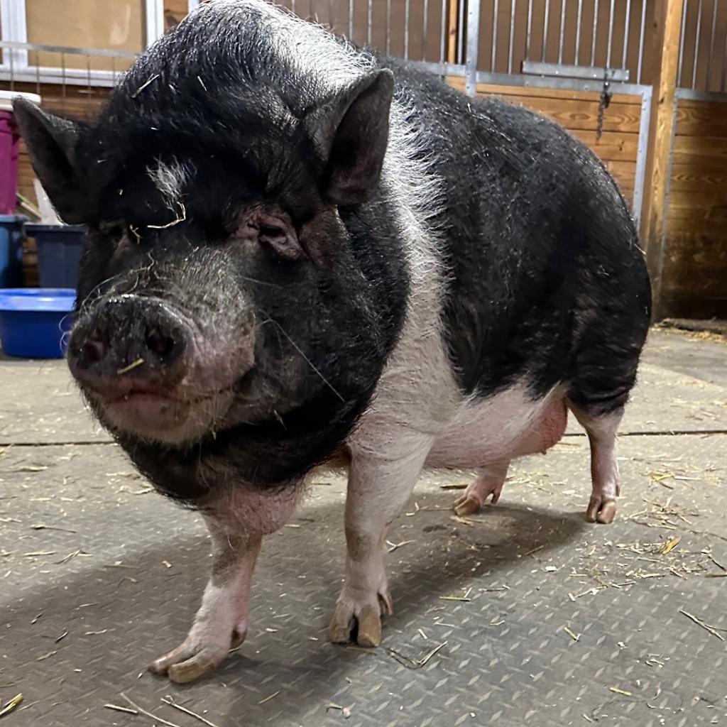 Frankie, a Adoptable Vietnamese Pot Bellied in Fairport, NY image 5/5