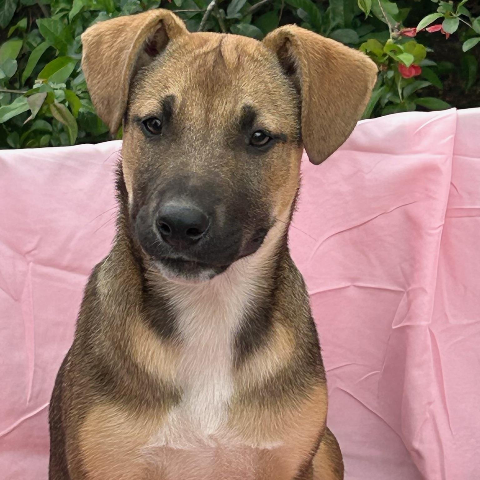 Jade, a Adoptable mixed breed image 2/5