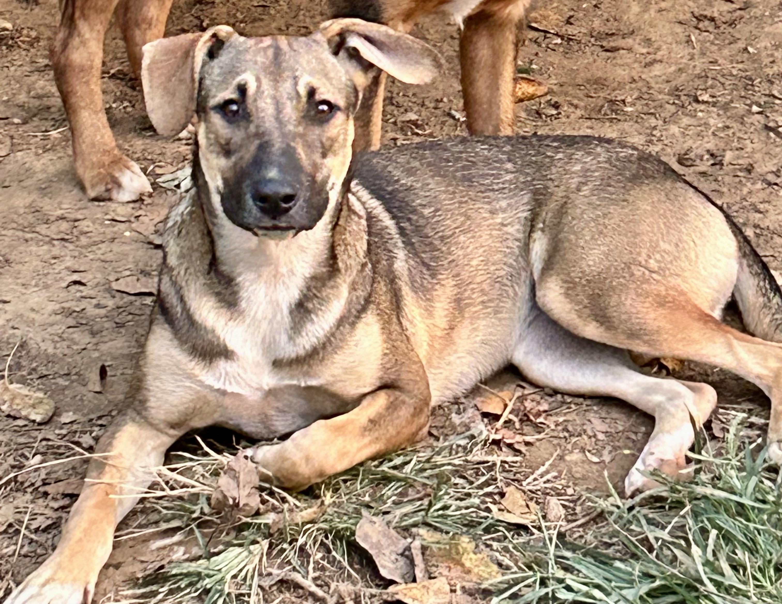 Jade, a Adoptable mixed breed image 1/5