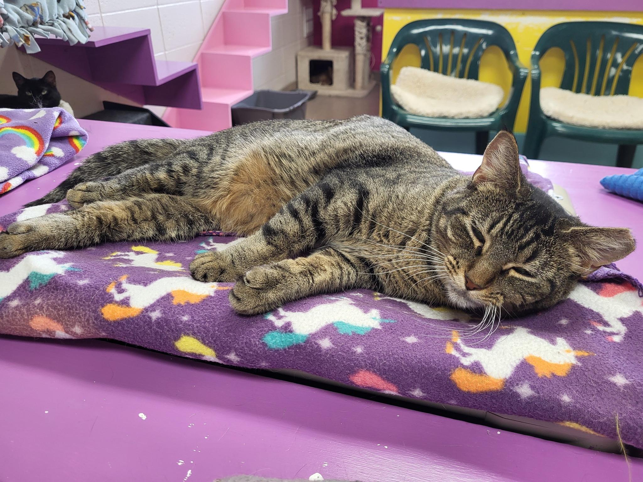 Enlarge Slay, a Adoptable Domestic Short Hair in Chilton, WI image 4/6