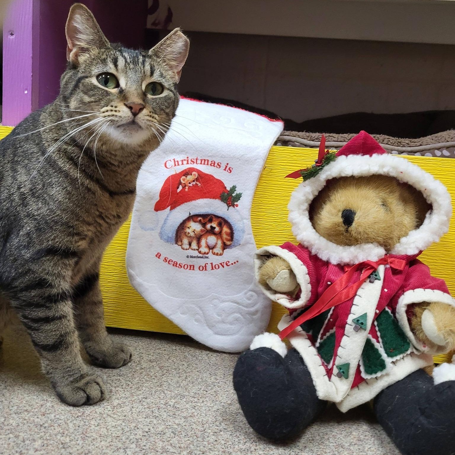 Enlarge Slay, a Adoptable Domestic Short Hair in Chilton, WI image 1/6