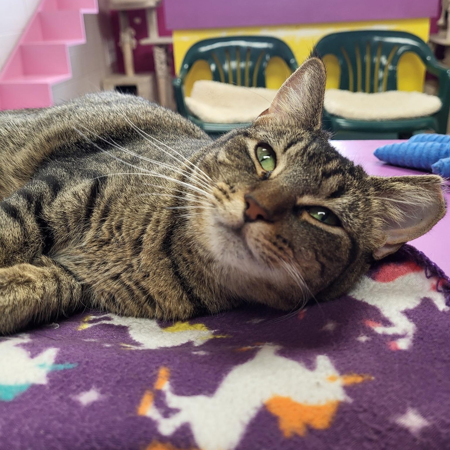 Enlarge Slay, a Adoptable Domestic Short Hair in Chilton, WI image 2/6