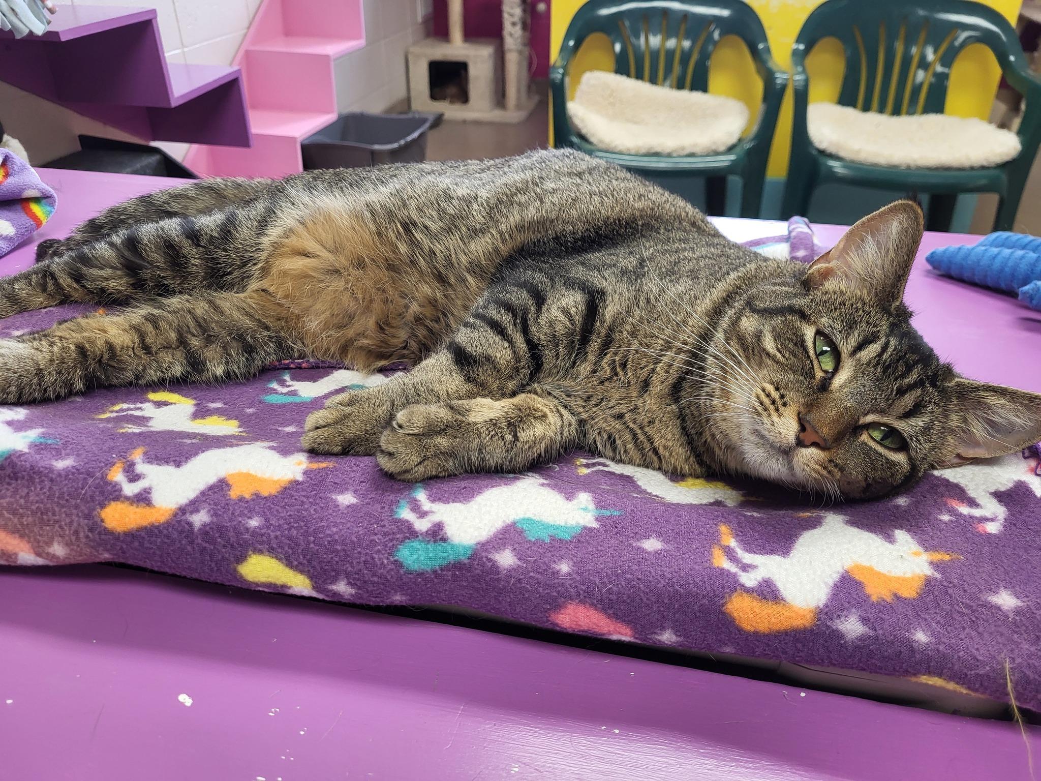 Enlarge Slay, a Adoptable Domestic Short Hair in Chilton, WI image 5/6