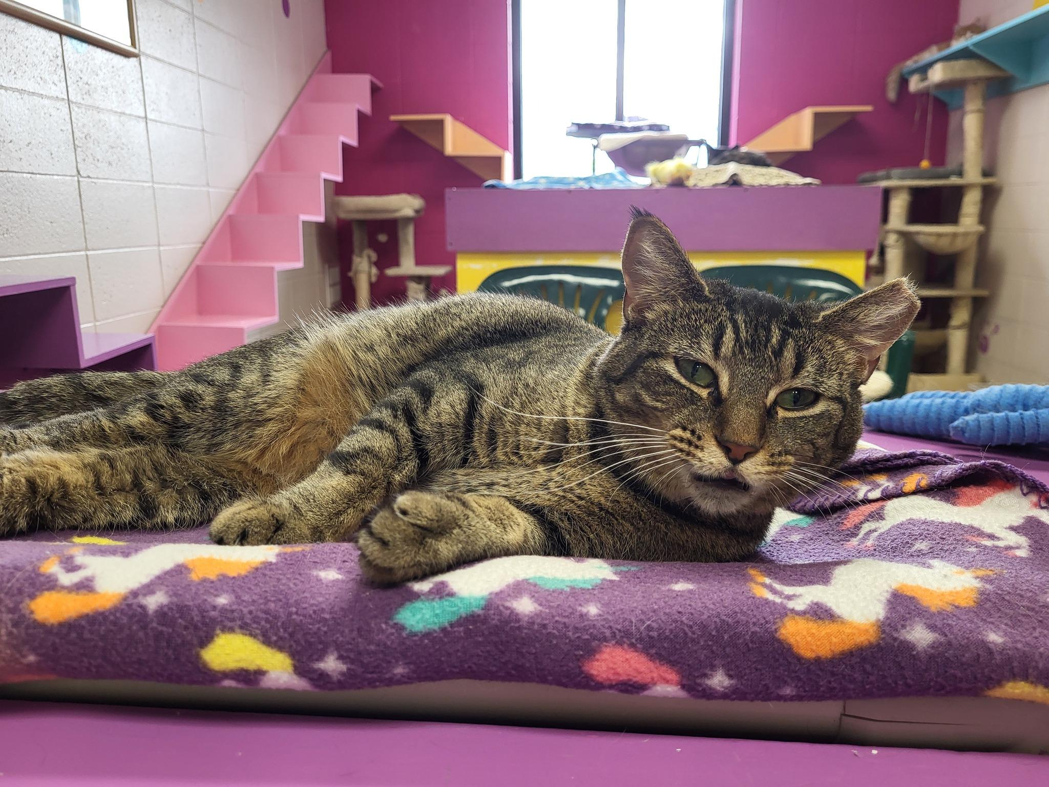 Enlarge Slay, a Adoptable Domestic Short Hair in Chilton, WI image 3/6