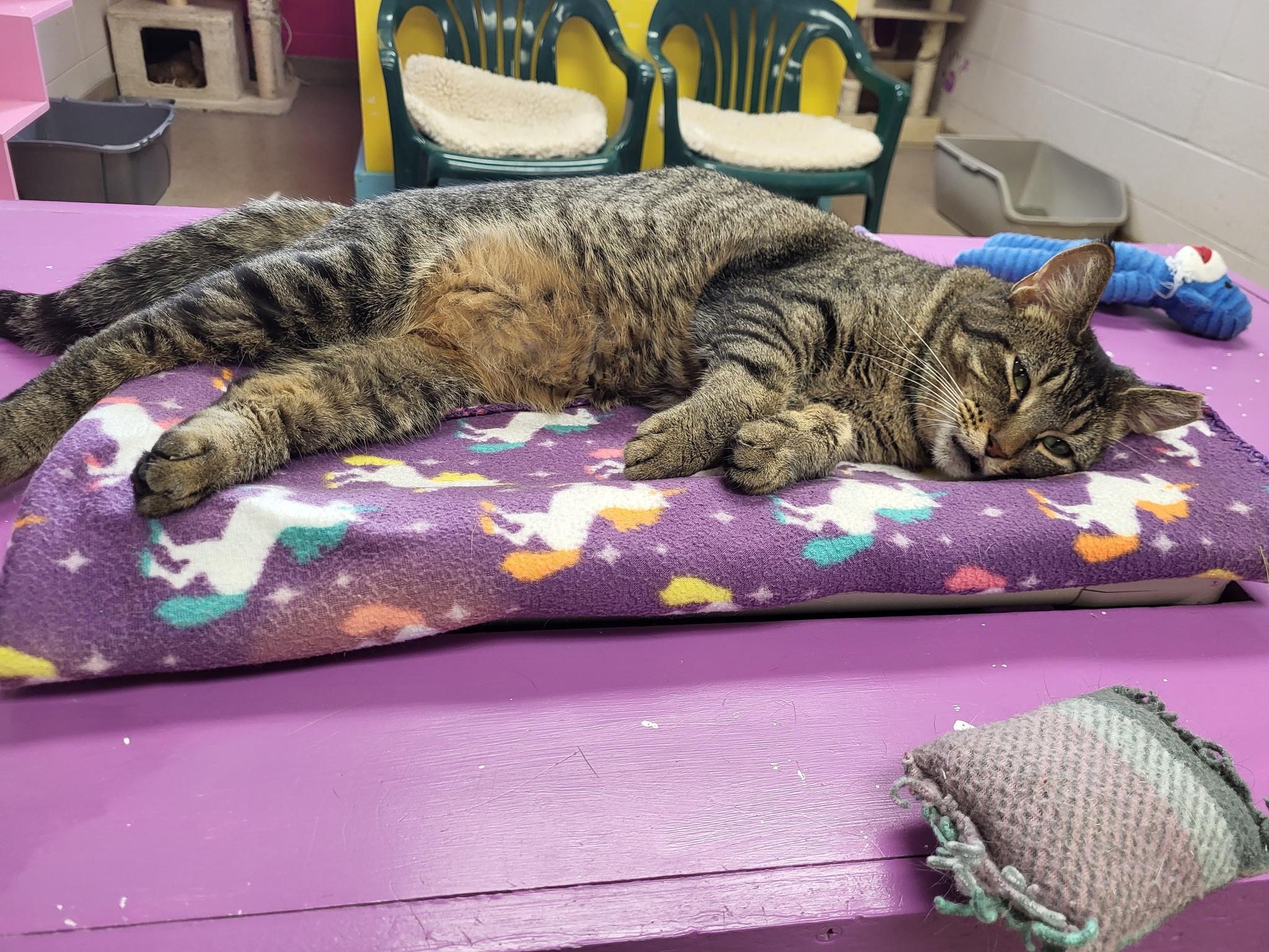 Enlarge Slay, a Adoptable Domestic Short Hair in Chilton, WI image 6/6