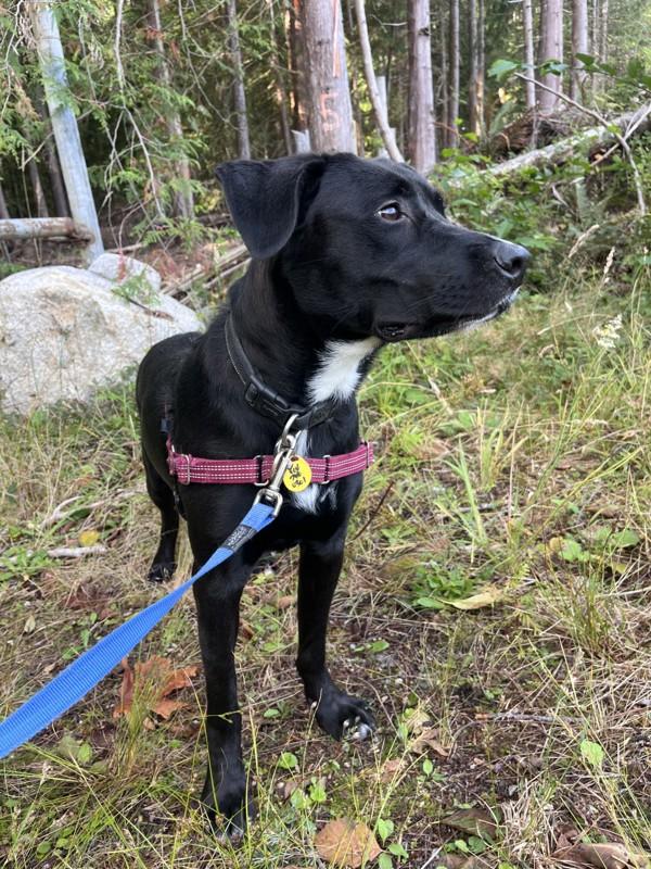 Piper, Adoptable, Young Female Labrador Retriever & German Shepherd Dog.