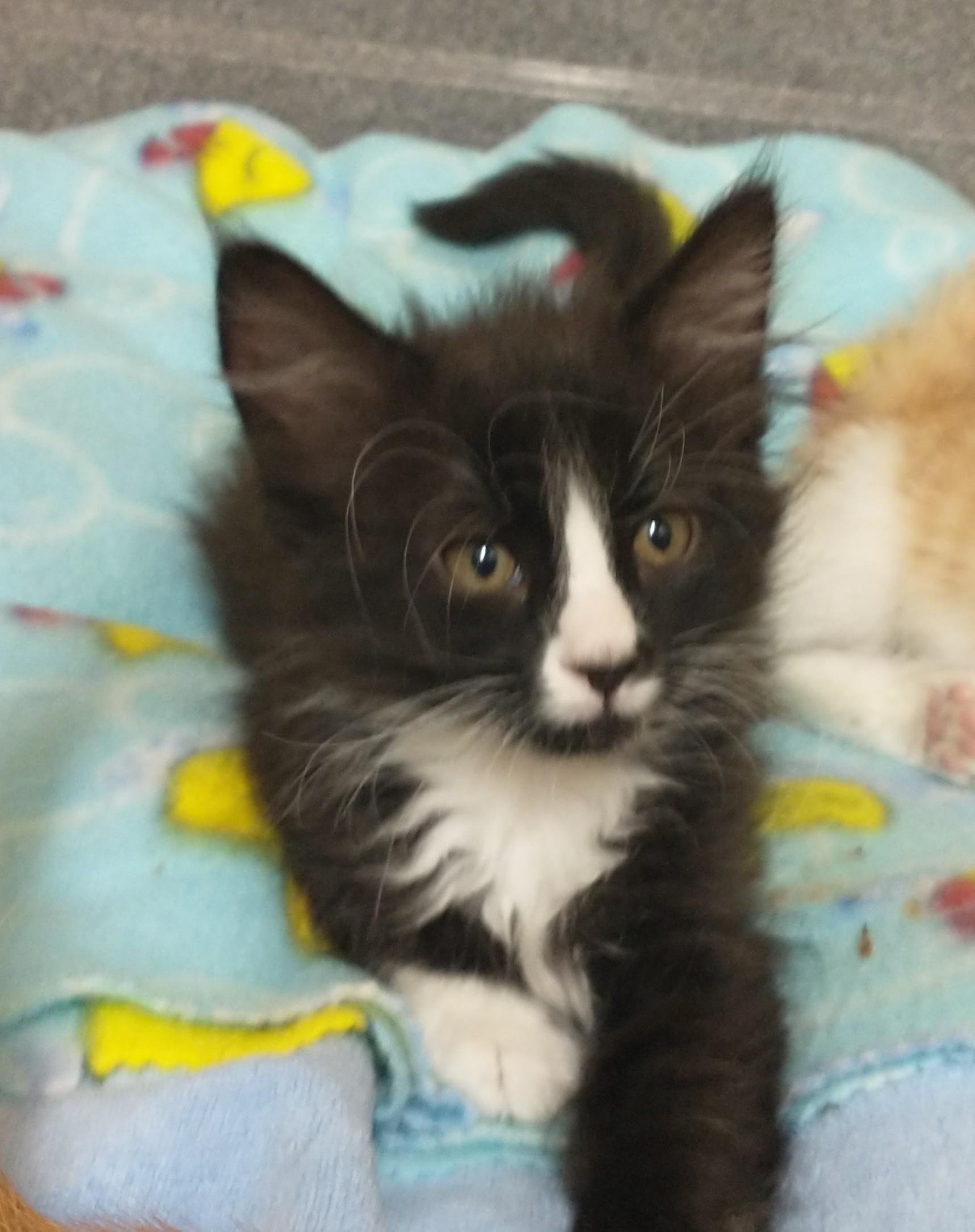 Jim Dandy, adopted, Kitten Male Domestic Medium Hair.