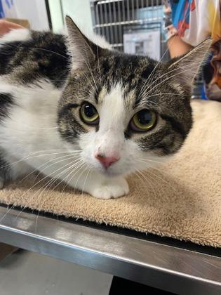 Enlarge Gooch, a Adoptable mixed breed in Sanford, FL image 1/1