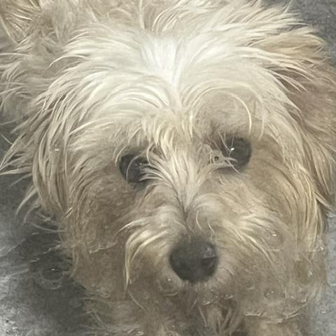 Enlarge Snowy, a Adoptable mixed breed in Baltimore, MD image 1/2