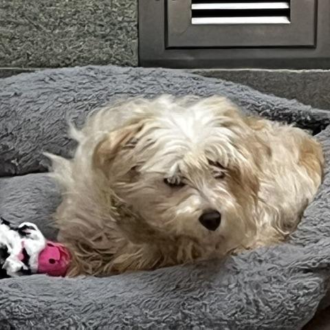 Enlarge Snowy, a Adoptable mixed breed in Baltimore, MD image 2/2