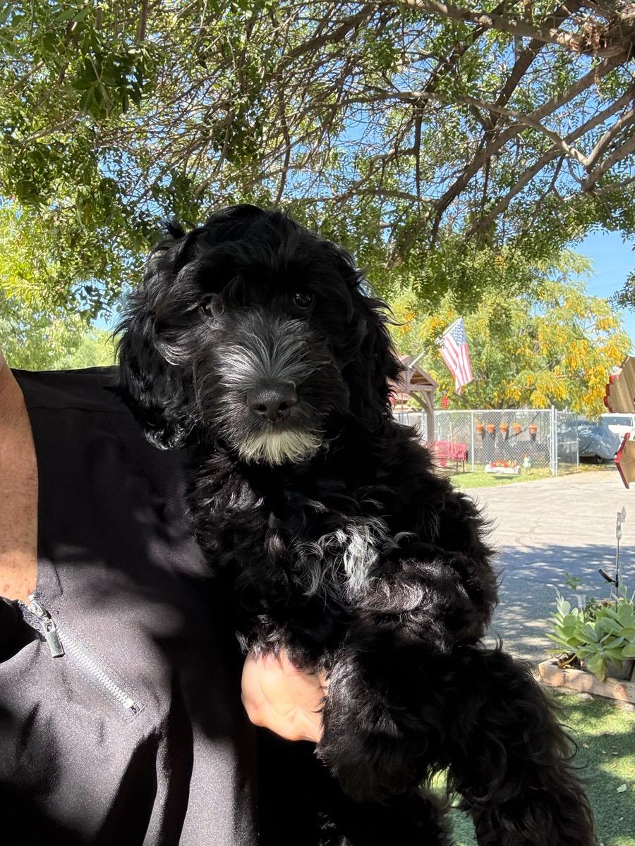 Enlarge Denver, a Adopted mixed breed in Temecula, CA image 1/1