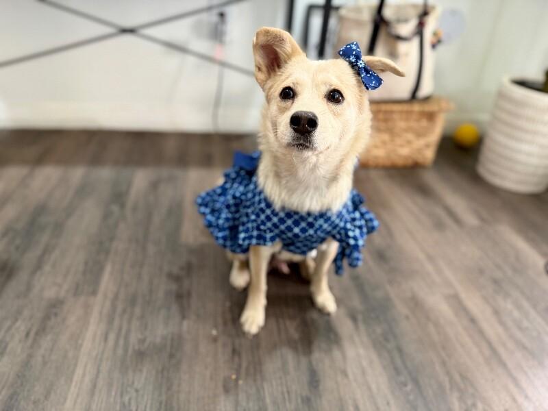 Lyra Foxglove Fable of Love — thumbnail 4